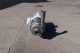 APV 2 In. X 2 In. Stainless Steel Sanitary Centrifugal Pump, 3 HP